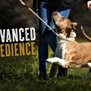Advanced Obedience